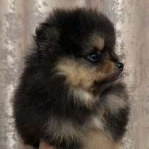 Померанский шпиц, в г.Амстердам