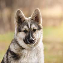 Щенок Ося ищет доброго хозяина!, в Москве