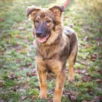 Вниманию любителей животных, в Москве