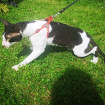 Кот для вязки, в Москве