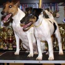 Щенки Фокстерьера, в г.Минск