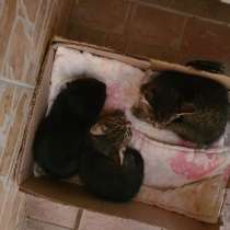 Котятки ищут дом, в Саратове