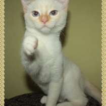 Нежный голубоглазый тайский мальчик, в Москве