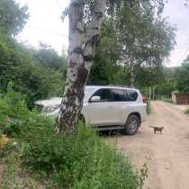 Услуги такси для собак и кошек любых размеров, в Саратове