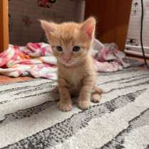 Отдам котенка в добрые руки, в Каменоломне