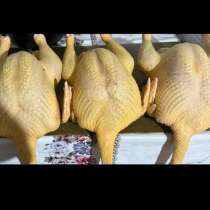 Продажа индюков, в Москве