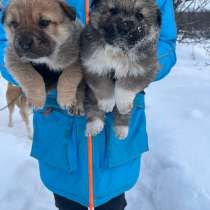 Щенки, в Москве