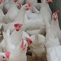 Куры несушки хорошей яйценоскости, в Таганроге