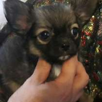Чихуахуа щенок мальчик продается 7000р, в Санкт-Петербурге