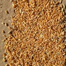 Продам продовольственную пшеницу в больших обьемах, в Димитровграде