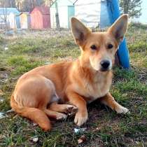 Щенок в добрые руки, в Москве