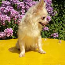 Чихуахуа - щенки, в Санкт-Петербурге