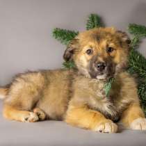 Щенок в добрые руки Денни, в Санкт-Петербурге