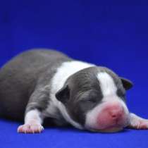 Щенки American staffordshire terrier for sale, в г.Киев