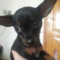 Щенки Той-Терьер, в Москве