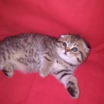 Шотландские шиншиллы, в Москве