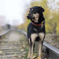 Молоденький пес из приюта в дар, в Москве