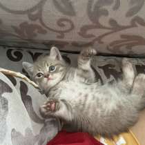 Породистый котенок, в г.Астана