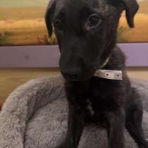 Щенок, в Новороссийске