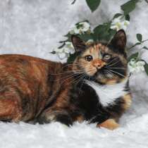 Кошка в дар, в г.Минск