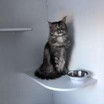 Отдам кошку, в Ханты-Мансийске