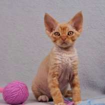 Devon Rex Junge, в г.Эссен