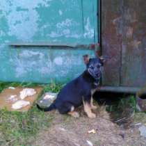 Отдам даром щенки, в Санкт-Петербурге