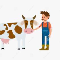 Скотник на молочную ферму, в Владимире