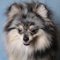 Мальчик медвежонок шпиц, в Москве