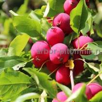 Саженцы яблони из питомника, с доставкой и посадкой, в Москве