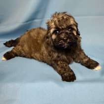 Нарядные щенки мальтипу, в Москве