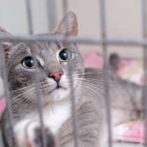 Котик Фантик, в Москве