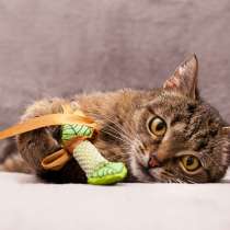 Маленькая нежная Мурочка ищет семью, в Москве