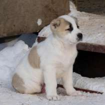 Продаются высокопородные щенки Алабая от питомника "ЗАТВЕРЕЦ, в Москве