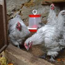 Продам породистых петушков, в г.Балаклава