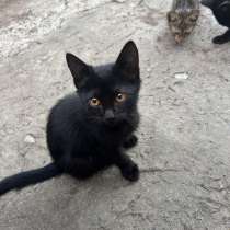 Отдам котят бесплатно, в Владикавказе