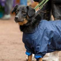 Милая собака небольшого размера, в Санкт-Петербурге