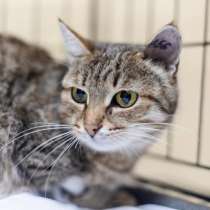 Спокойная и ласковая Анфиса ищет дом, в Москве