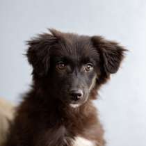 Четверо чудесных щенков ищут дом, в Москве