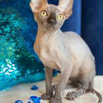 Wonderful boys Sphynx /bambino. Чудесные сфинкс /бамбино, в Москве