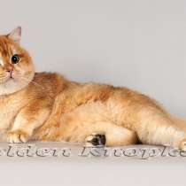 Британские плюшевые котята золотой шиншиллы, в Москве