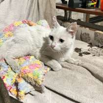 Кошка бесплатно, в Пятигорске