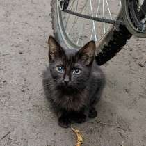 Выбросили черного котёнка! На улице погибнет, в Москве
