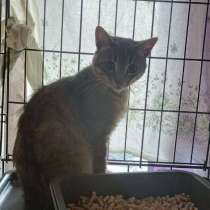 Возьмите кошек из подвалов домов под снос в добрые руки!, в Москве