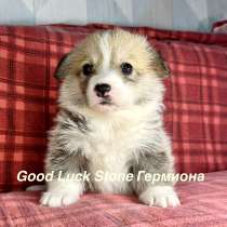 Щенки вельш корги пемброк, в Санкт-Петербурге