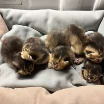 Котята золотая шиншила, в Ижевске