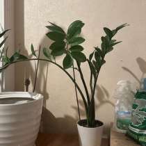 Замиокулькас, в Сочи