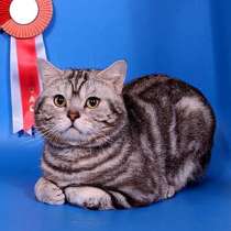 Вязка-Британский чёрный серебристый мраморный кот-Чемпион, в Жуковском