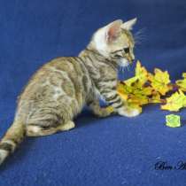 Бенгальская девочка - Ben Amelia Azalea Miret, в Москве