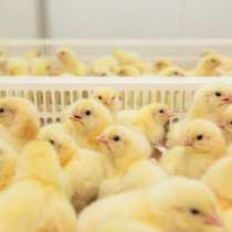 Продам бройлерных цыплят, в Саяногорске